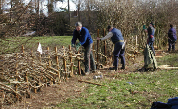 Hedgelaying competition